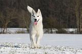 SIBERIAN HUSKY 475